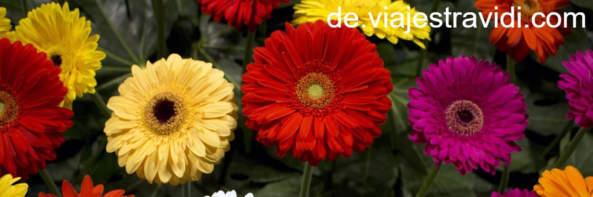 de.viajestravidi.com